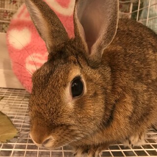 保護うさぎ(温泉うさぎ) アルファちゃん