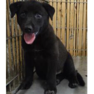 里親様に迎えられました。子犬♀106