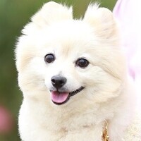 ピケ(Piquet)