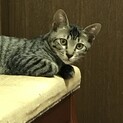 甘えん坊でおっちょこちょいのキジトラちゃん！