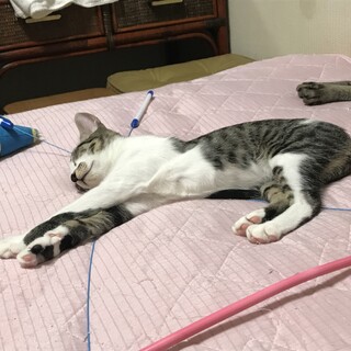 おっとり控えめサバ白ちゃん