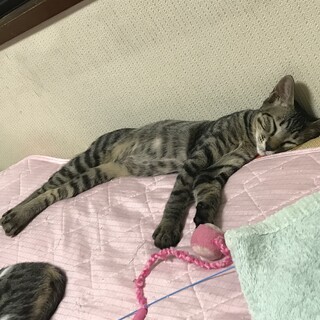 甘えん坊のキジトラちゃん