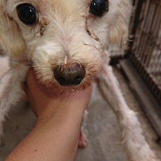 マルチーズの８歳の姉妹です