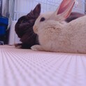 急募！！ネザーランドドワーフ