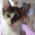 人馴れしたかわいい三毛ちゃん