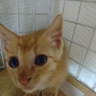 人馴れしたかわいい茶とらのチャイくん。