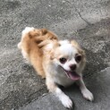 チワワのクルミちゃん