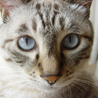 チャド