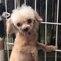 トイプーのポム君