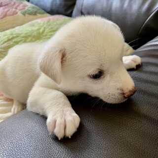 里親さま決まりました☆