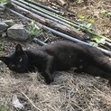 2019.5月生まれの懐っこい黒猫ちゃん避妊済み！