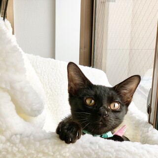 多頭飼育からレスキュー　元気いっぱい姉妹