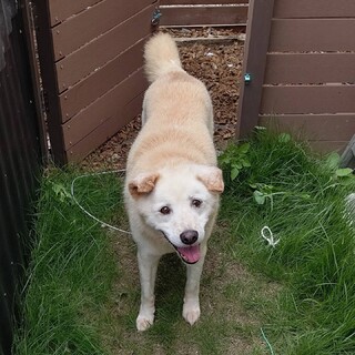 ゴールデン風優しい気質のシニア犬の女の子