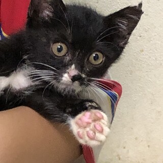 黒白でとてもユニークな模様のミルクちゃんです。