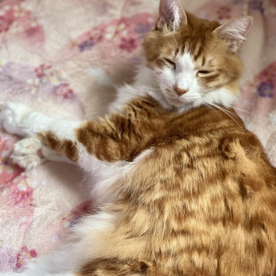 こたろうのカバー写真