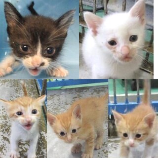５匹の幼過ぎる子猫たち