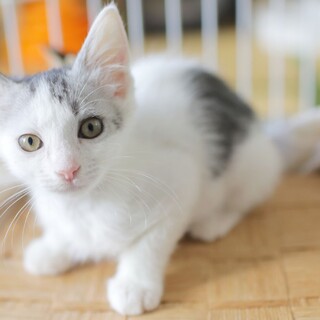 【かわいいサバ白】おてんばガールのあんこちゃん