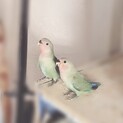 コザクラインコのひな　二羽