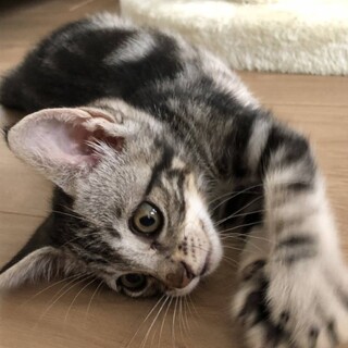 アメショ混じりの姫ちゃん