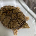 オオアタマヒメニオイガメの雄です。