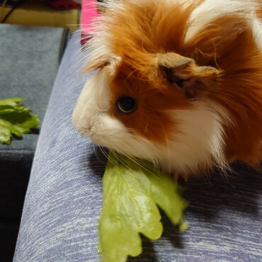 セロリ♪セロリ♪