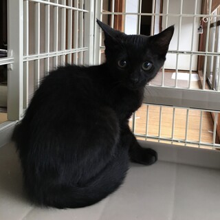 募集停止中⭐️少しシャイな黒猫女の子3兄妹の次女