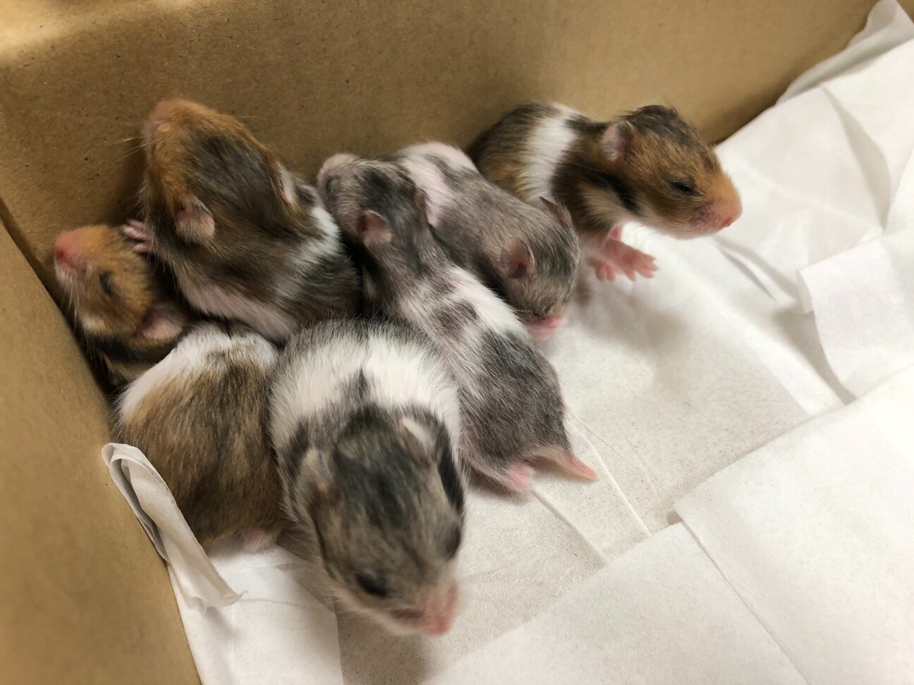 ハムスター 長毛種 オス 福岡県 小動物の里親募集 ペットのおうち 月間利用者150万人 ハムスター 長毛種 オス 福岡県 小動物の里親募集 ペットのおうち 月間利用者150万人