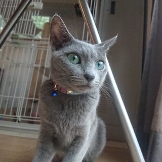 空気を読む。。ロシアンブルーの女の子