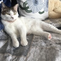 恵