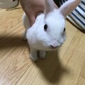 うさぎ　里親募集します