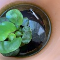 メダカ(稚魚)