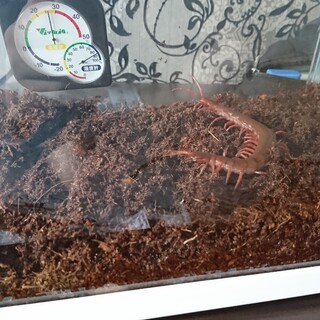 飼えなくなってしまいましたので里親を募集します