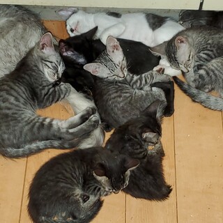 里親さん再募集させていただきます