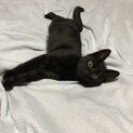 クロネコ　里親探しています