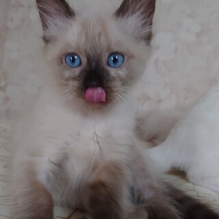 ちまちまドットちゃん