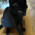 子猫　里親募集　黒猫オス