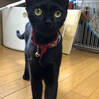 黒猫ジジそっくり！長い尻尾が特徴です