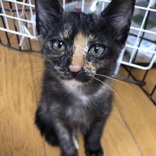 甘えん坊のサビ♪