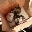 小さくて元気な5匹の子猫　1匹だけでも可