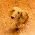 ミニチュア・ダックスフンド☆男の子☆