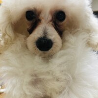 グッチ