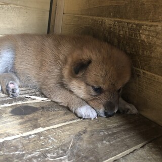雑種のメスです。生後3週間ほどです。