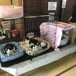 第９回保護猫譲渡会in山口県 サムネイル3