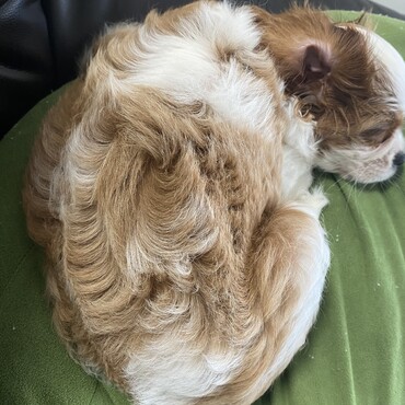 生後2ヶ月、ふわふわクリクリの毛でした