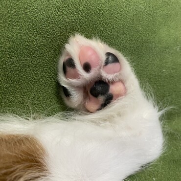 日葵の肉球は斑があります