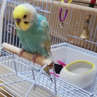 セキセイインコ生後半年の男の子です