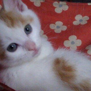 やんちゃ坊主の茶白の男の子♪