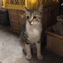 白黒の子ねこ里親様募集