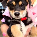 20-W517 可愛い子犬