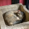 甘え上手なめいちゃん サムネイル2